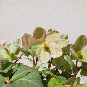 Helleborus x 'Ivory Prince' G01