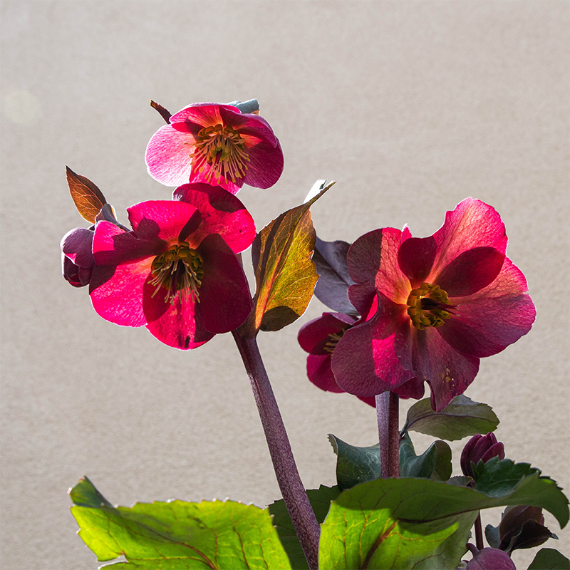 Helleborus x ibur 'Anna's Red' #1