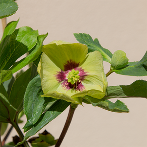 Helleborus 'Irish Luck' G01