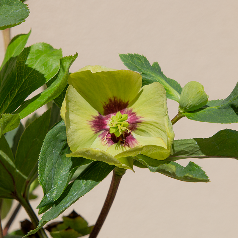 Helleborus 'Irish Luck' G01
