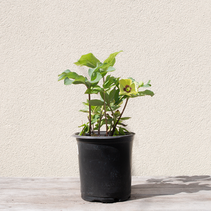 Helleborus 'Irish Luck' G01