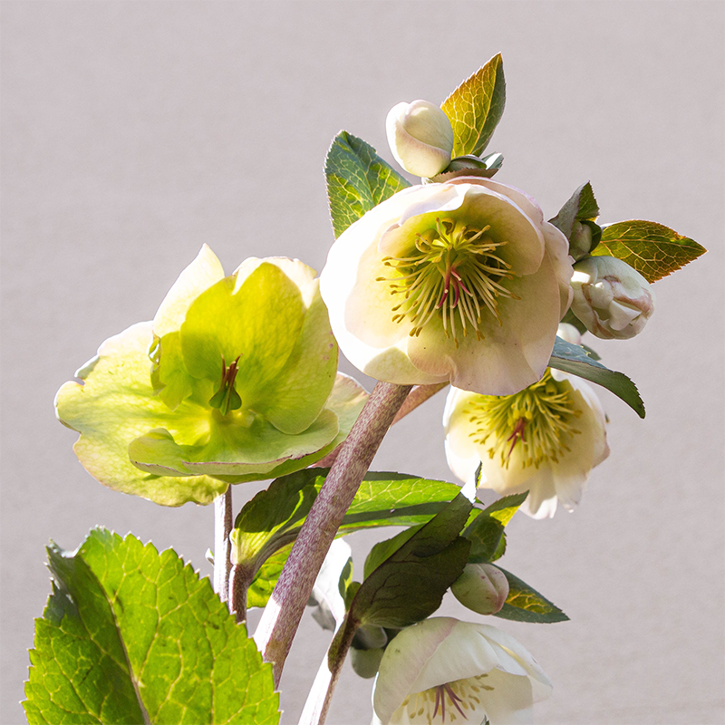 Helleborus x ibur 'Moondance' #1 - Bowood Farms