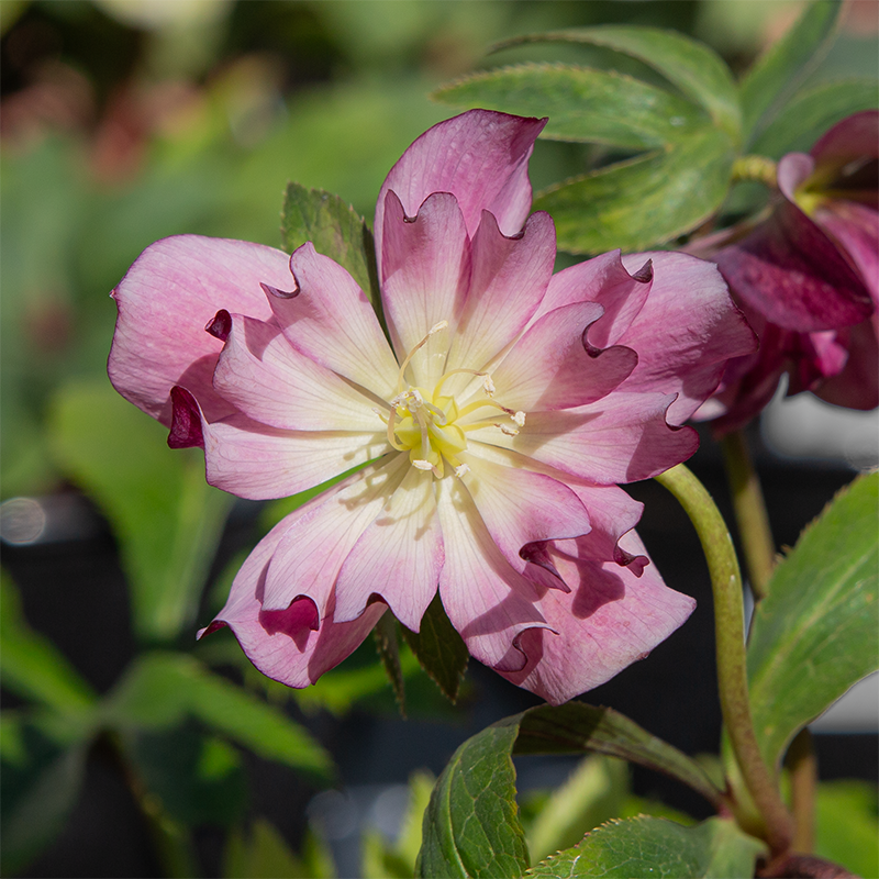 Helleborus 'True Love' - Hellébore main image 0