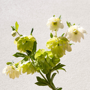 Helleborus 'Wedding Bells' G01