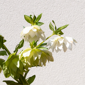 Helleborus 'Wedding Bells' G01