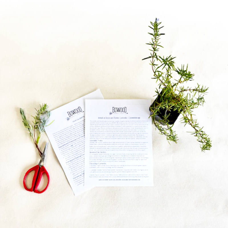 Propagating Woody Herbs