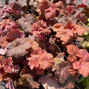 Heuchera 'Southern Comfort' G01