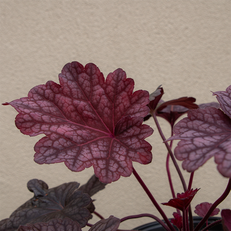 Heuchera 'Berry Smoothie' G01