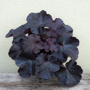 Heuchera 'Black Forest Cake' G01