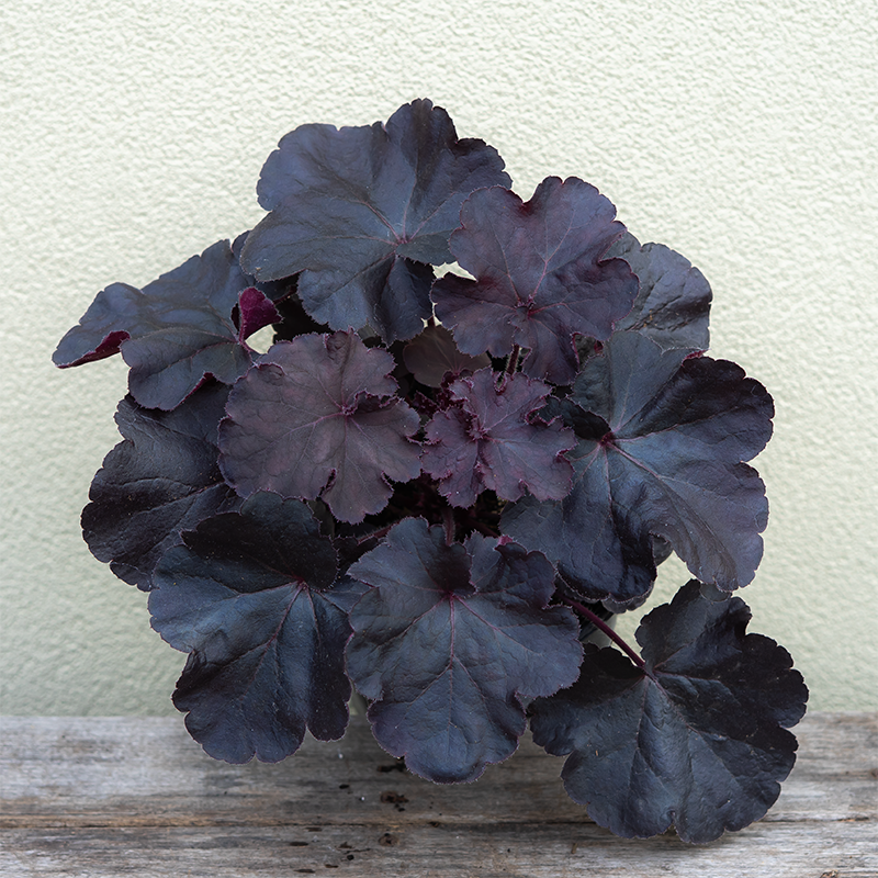 Heuchera 'Black Forest Cake' G01