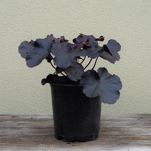 Heuchera 'Black Forest Cake' G01
