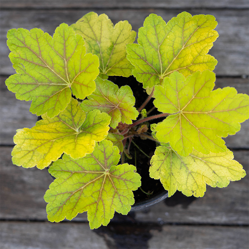 Heuchera 'Electra' G01