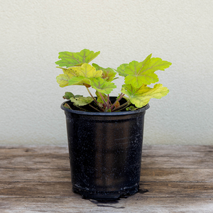 Heuchera 'Electra' G01
