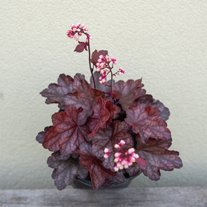 Heuchera 'Fire Chief' G01