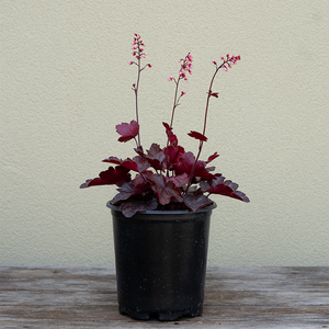 Heuchera 'Fire Chief' G01