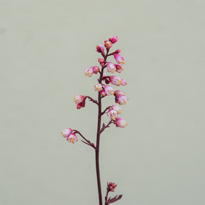 Heuchera 'Fire Chief' G01