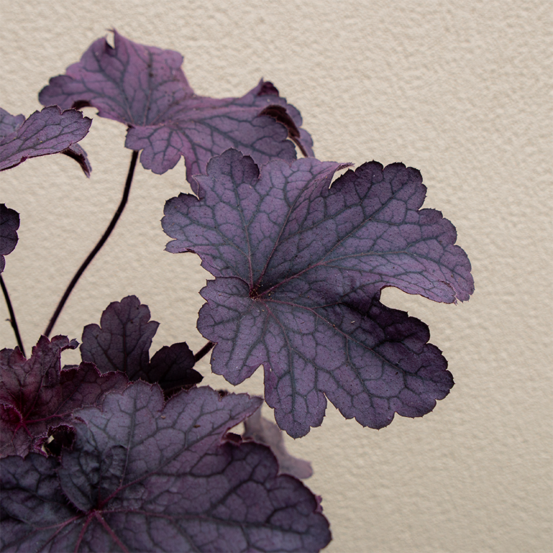 Heuchera 'Grande Amethyst' G01
