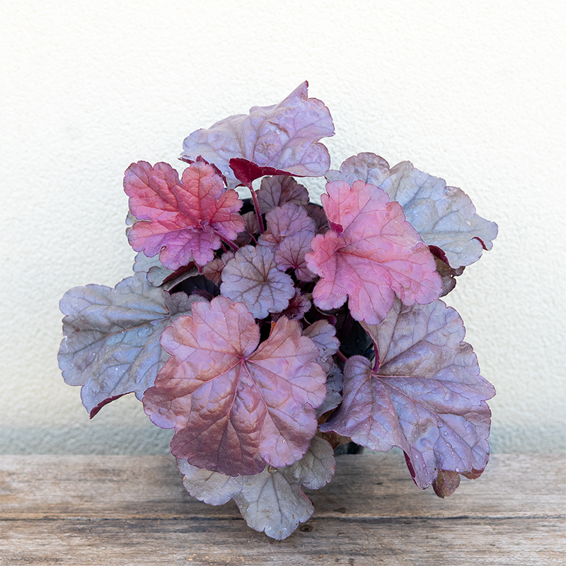 Heuchera 'Iridescent' G01
