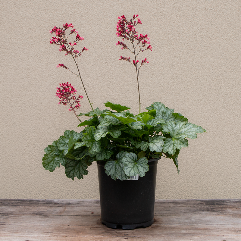 heuchera plant Heuchera 'Paris' G01