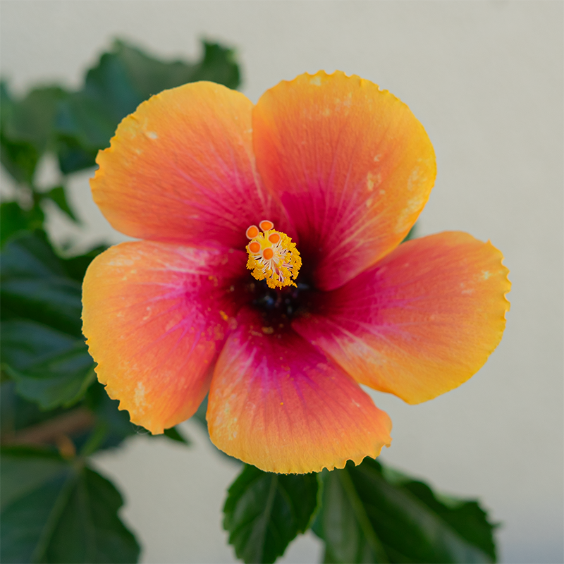 Hibiscus 6"