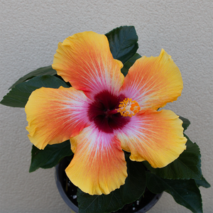 Hibiscus Fiesta 6"