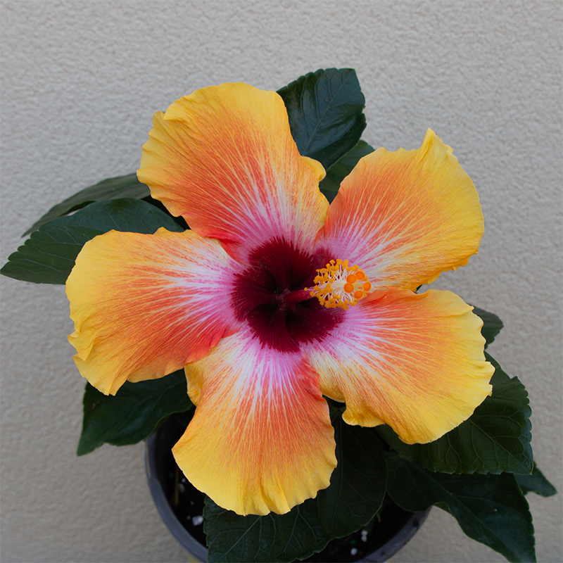 Hibiscus Fiesta 6"