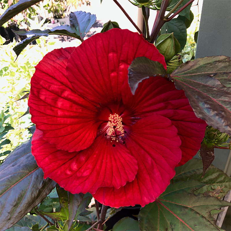 Hibiscus 'Midnight Marvel' #3