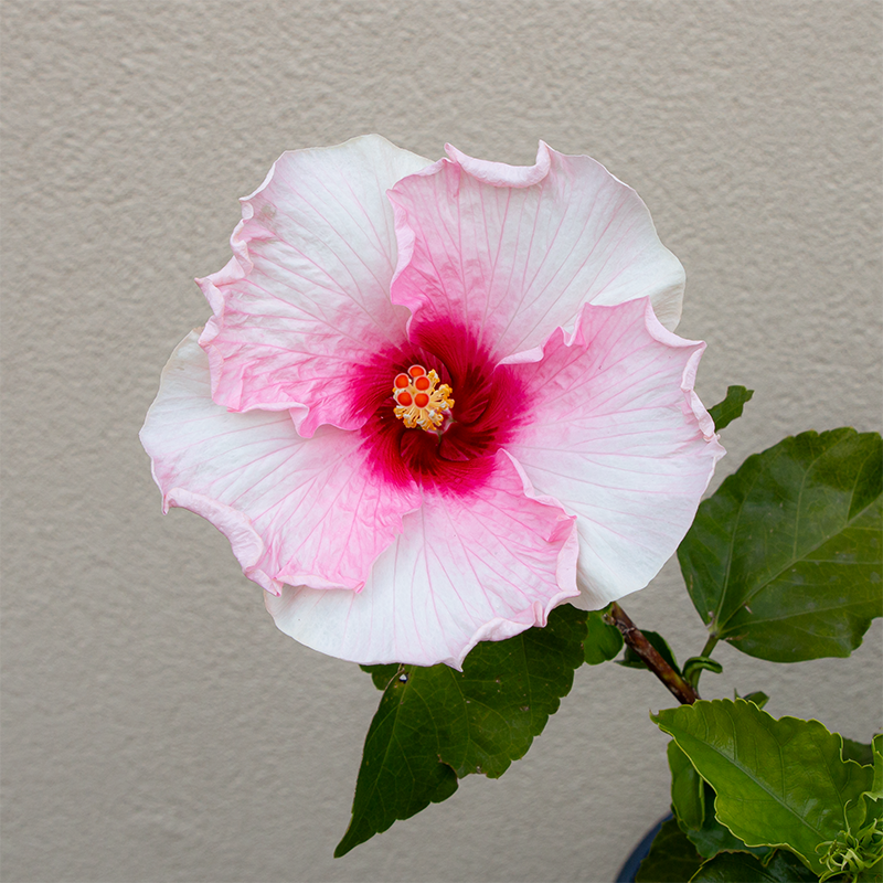 Hibiscus Talk of the Town Pink 8.5"