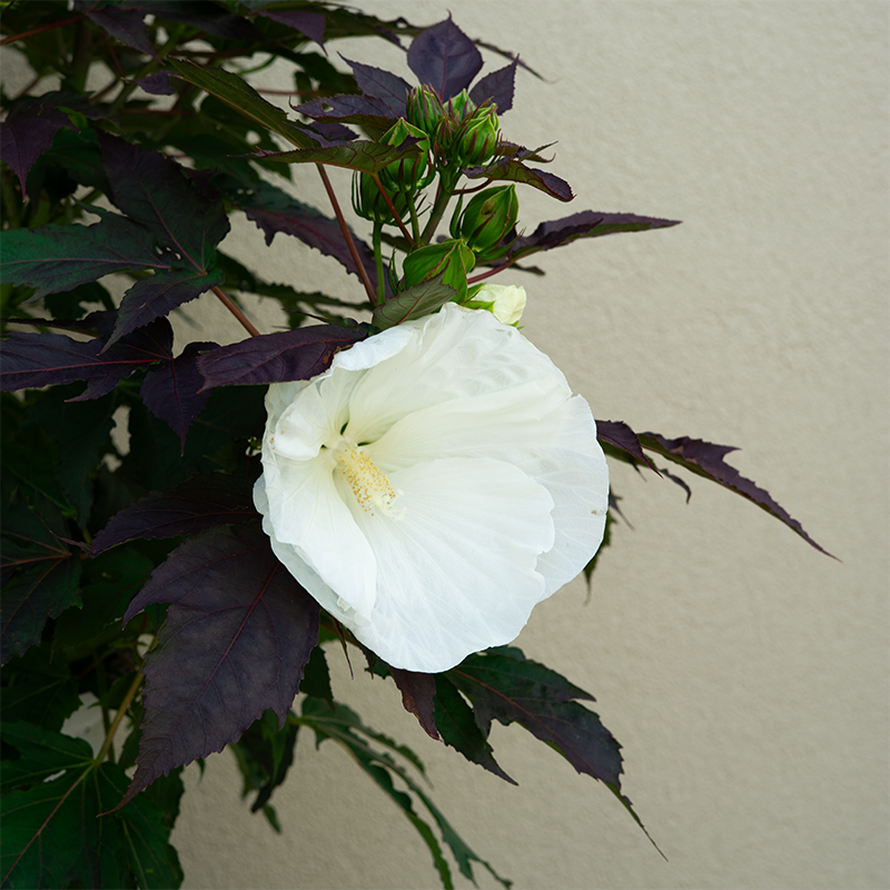 Hibiscus 'Cookies and Cream' #3
