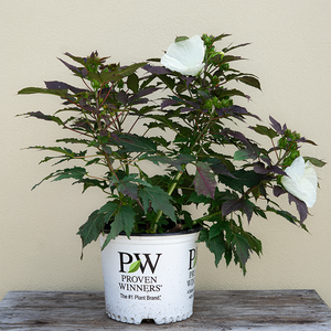 Hibiscus 'Cookies and Cream' #3
