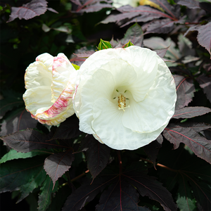 Hibiscus 'Cookies and Cream' #3