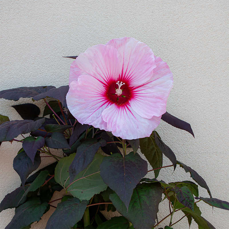 Hibiscus 'Dark Mystery' #3
