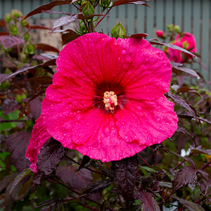 Hibiscus 'Evening Rose' #3