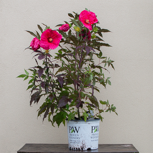 Hibiscus 'Evening Rose' #3