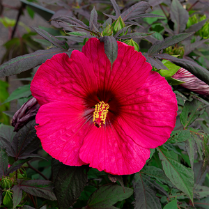 Hibiscus 'Evening Rose' #3