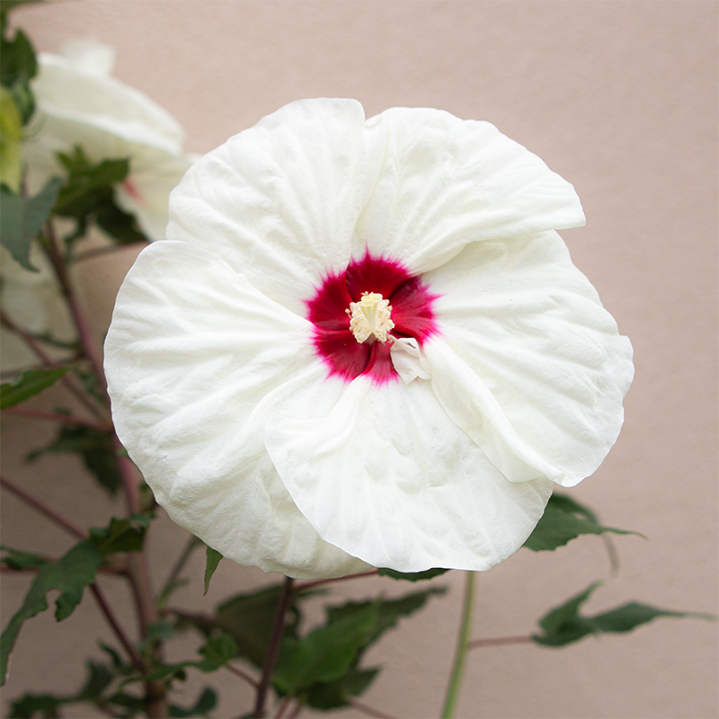Hibiscus 'French Vanilla' #3