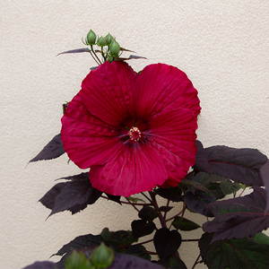Hibiscus 'Holy Grail' #3