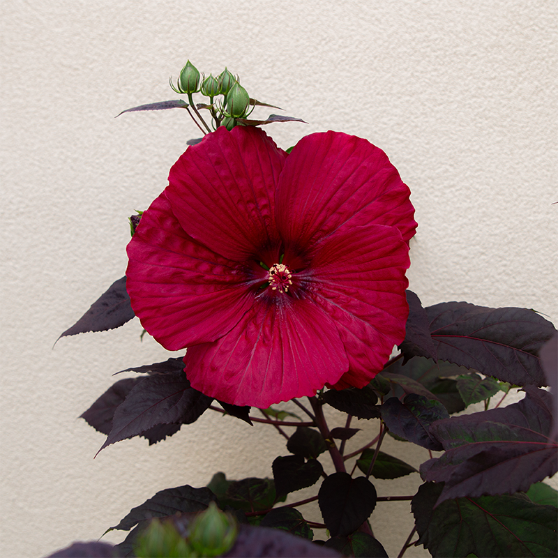 Hibiscus 'Holy Grail' #3
