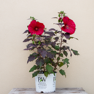 Hibiscus 'Holy Grail' #3