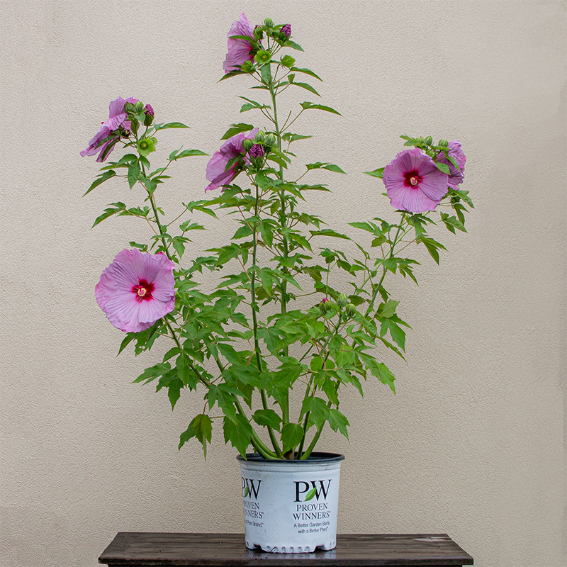 Hibiscus 'Lilac Crush' #3