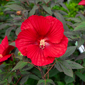 Hibiscus 'Midnight Marvel' #3