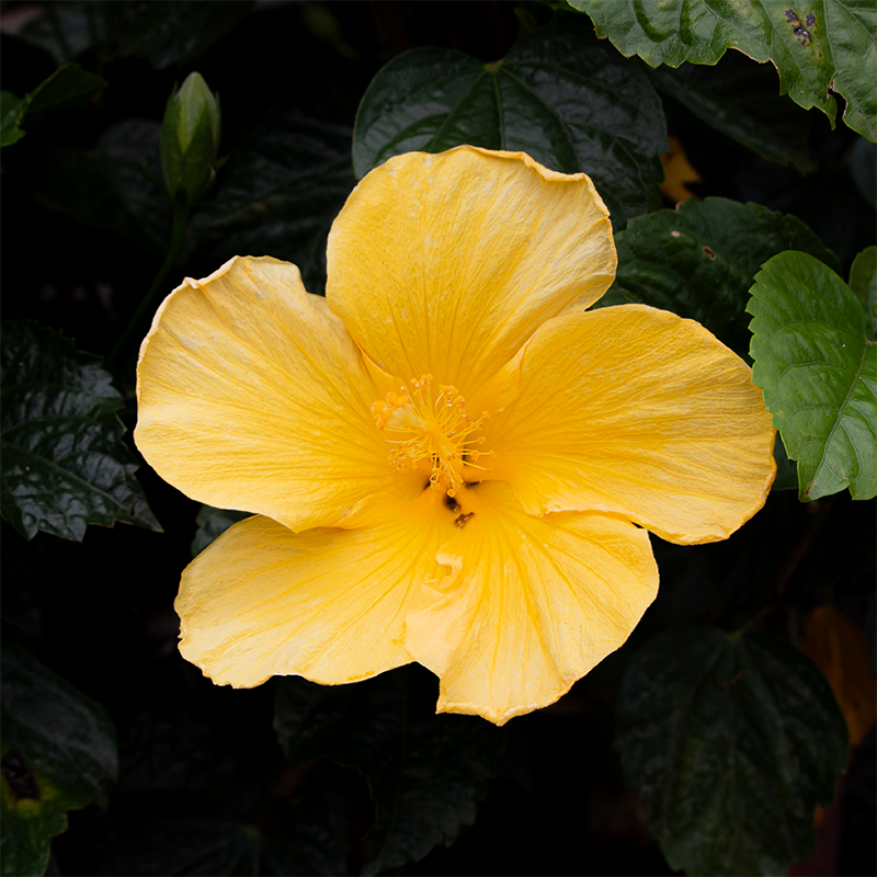 Hibiscus Yellow 10"