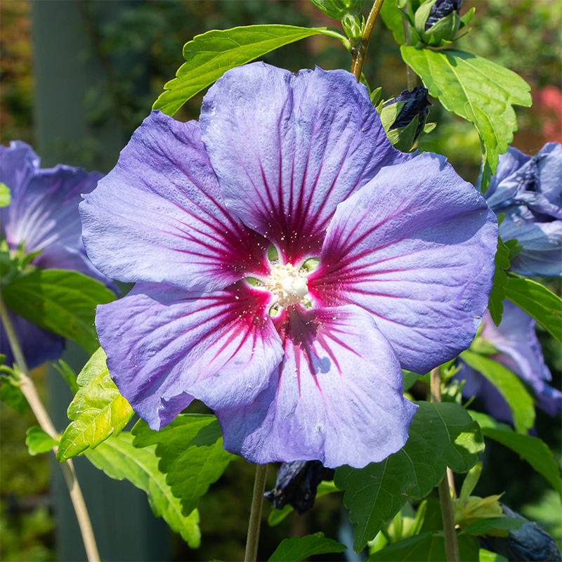 Hibiscus syr 'Chateau Versailles' #5 Standard - Bowood Farms