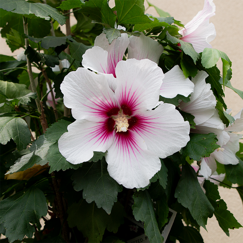 Hibiscus syr 'Paraplu Pink Ink'