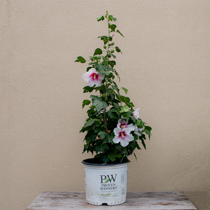 Hibiscus syr 'Paraplu Pink Ink'