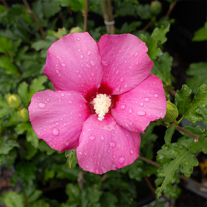 Hibiscus syr 'Paraplu Rouge'