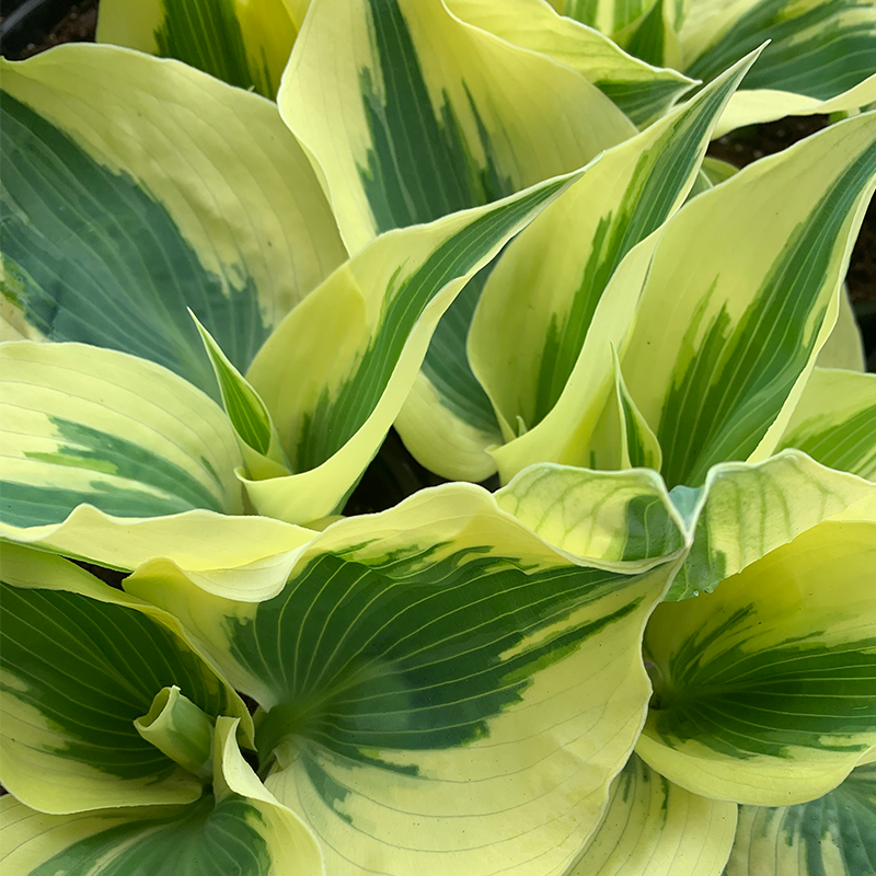 Hosta 'Blue Ivory' G01