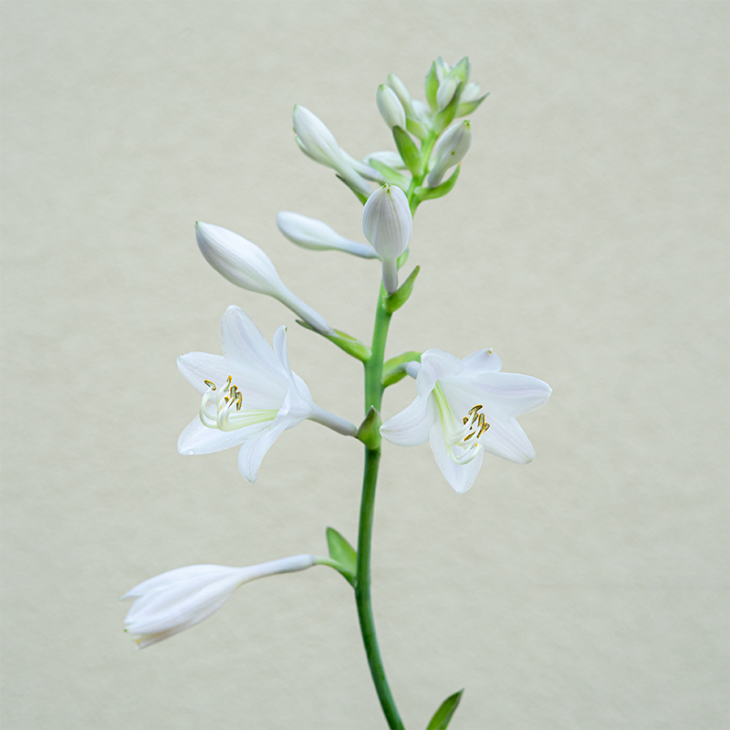 Hosta 'Humpback Whale' #3