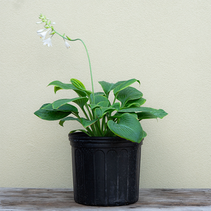 Hosta 'Humpback Whale' #3