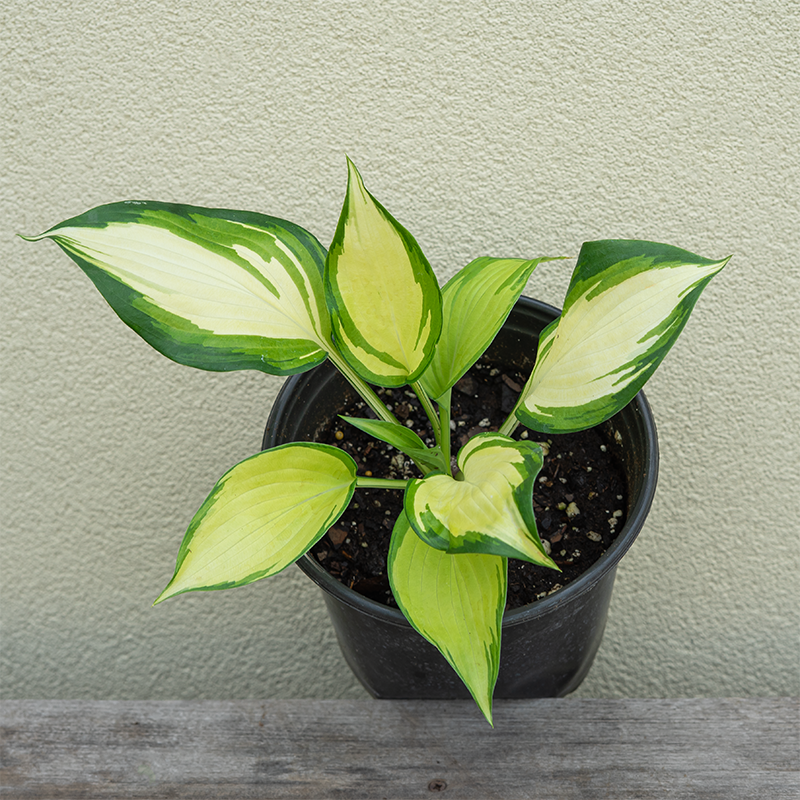 Hosta 'My Fair Lady' G01